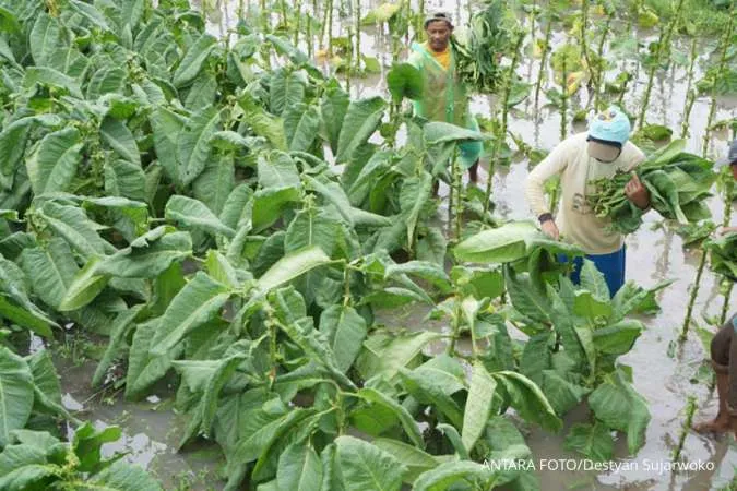 5 Manfaat Daun Tembakau Yang Jarang Diketahui Cari Tahu Yuk