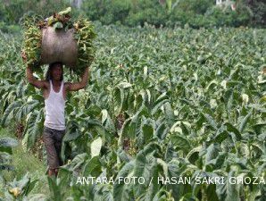 Petani tembakau tetap gigit jari
