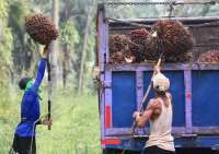 Jejak 5 Konglomerat Sawit Indonesia: Dari Wilmar hingga Sinar Mas