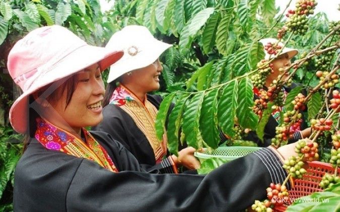 Harga kopi turun, petani Vietnam menanam alpukat dan durian