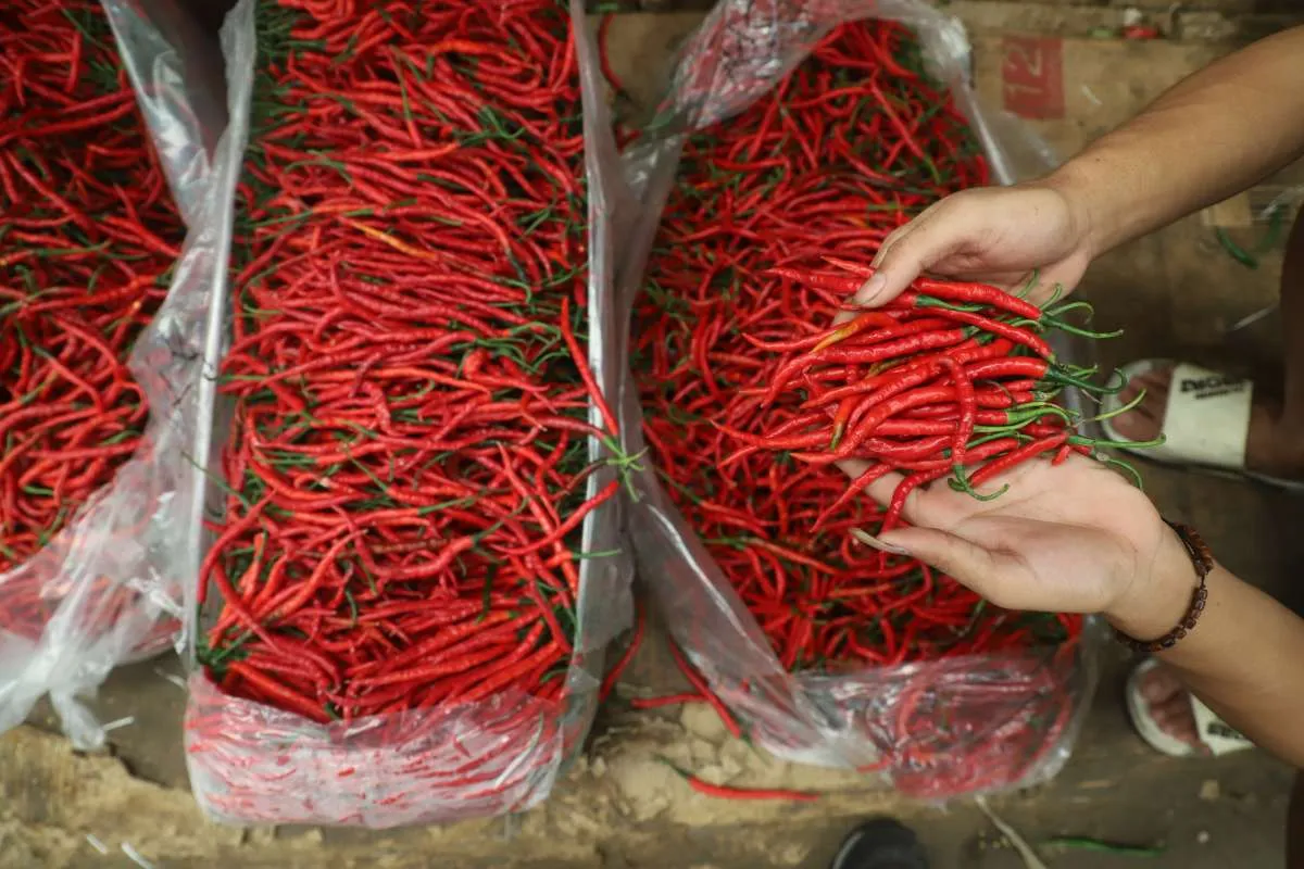 Harga Pangan NTB : Cabai, Bawang Merah, dan Minyak Goreng Curah Naik, Jumat (20/12)
