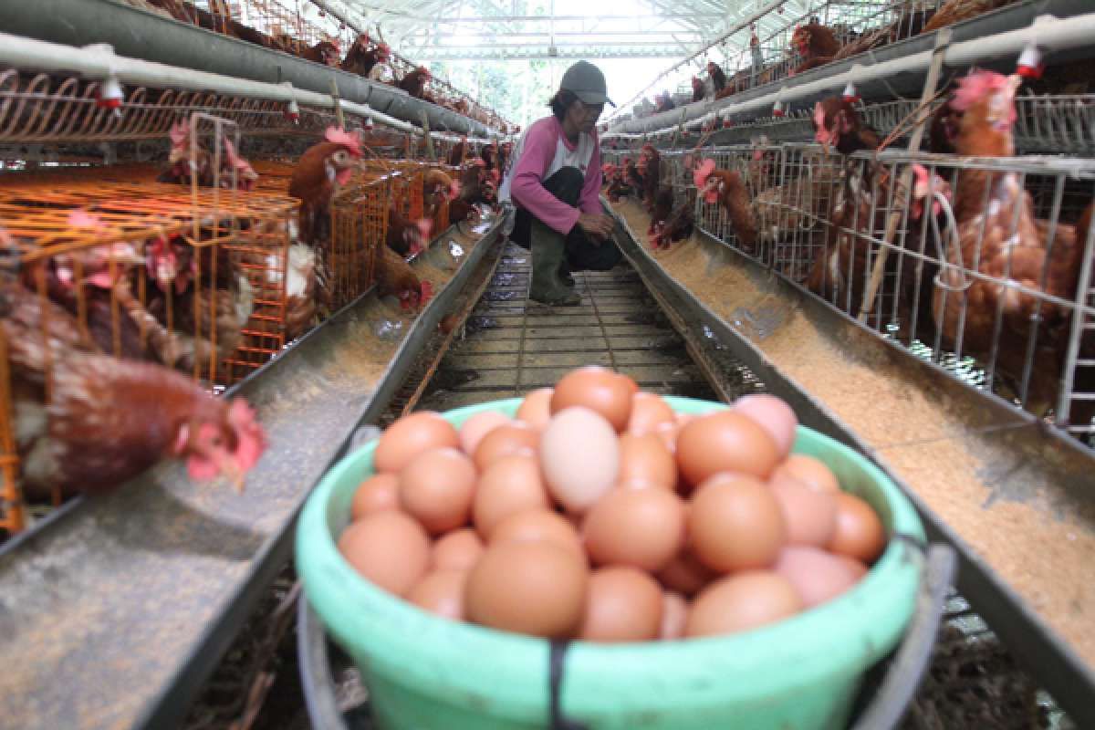 Peternak Berharap Pemerintah Membeli Telur Ayam Untuk Bansos