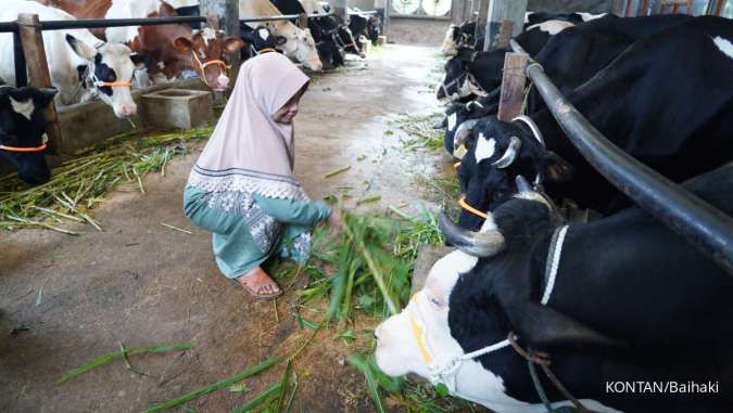 Japfa Comfeed dan Greenfields Mengimpor 1.100 Sapi Perah untuk Dorong Produksi Susu