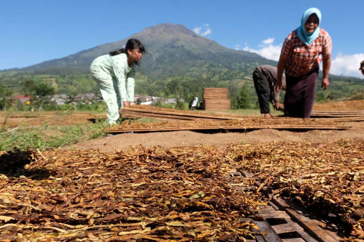 Cukai Rokok Tahun Depan Berdampak Beragam Bagi Pelaku Bisnis Tembakau