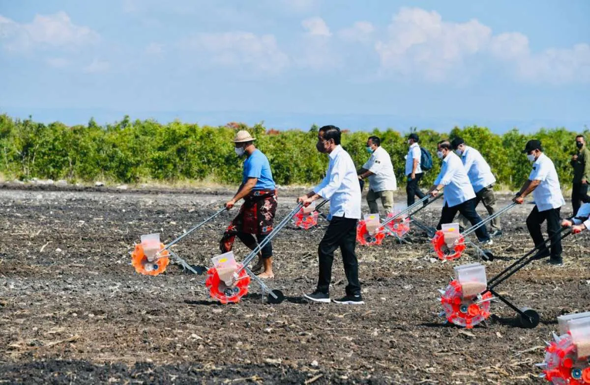 Tahun 2023, Pemerintah akan Membuka 115.000 Hektare Lahan Sorgum