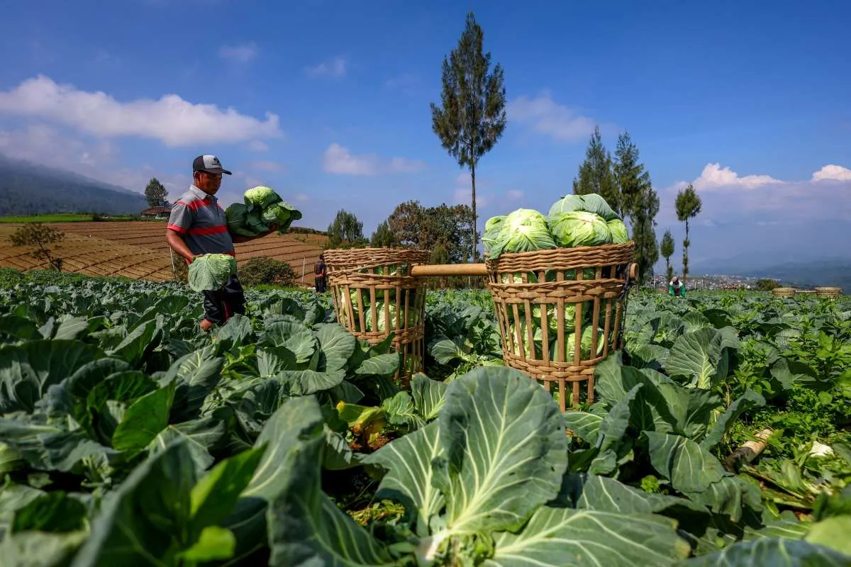 Nilai Tukar Petani Naik Menjadi 122,64 pada Juli 2025