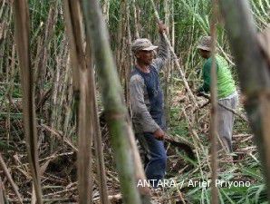 Tahun ini produksi tetes tebu petani hanya mencapai 1,5 juta ton