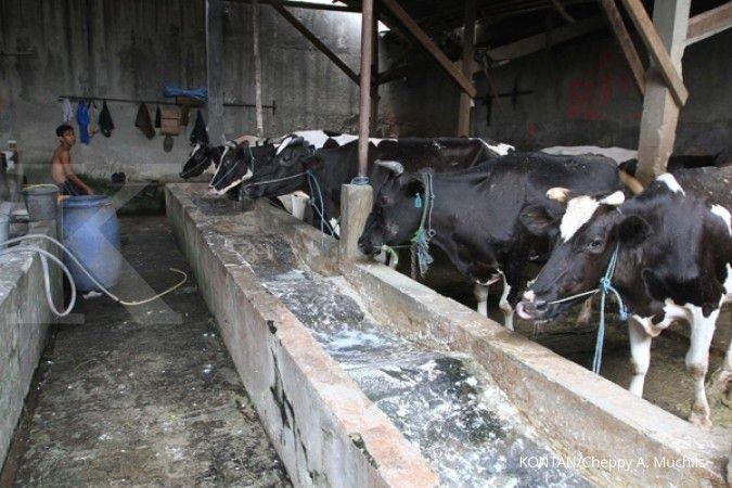Mentan: Impor sapi 200.000 ekor masih bisa berubah