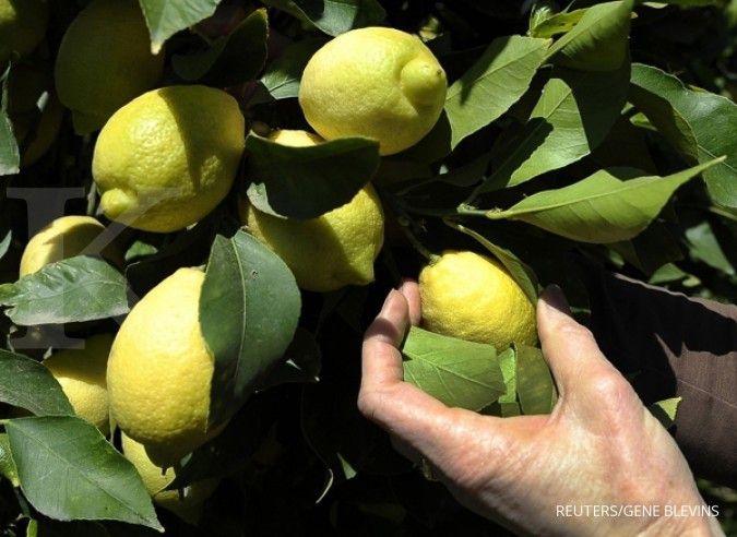 Jeruk lemon: Kecut rasanya, segar labanya (1)