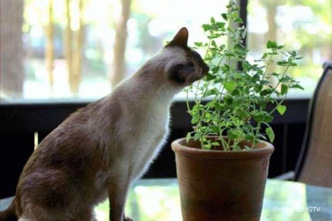 Efek catnip untuk kucing - Jangan Sembarangan Memberikan Catnip pada Kucing, Begini Cara yang Benar