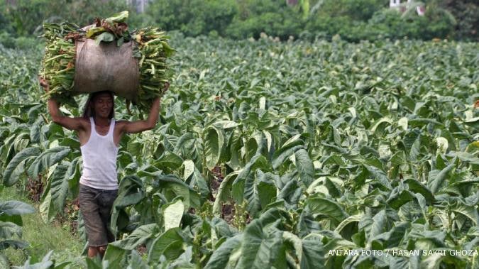 Harga tembakau anjlok