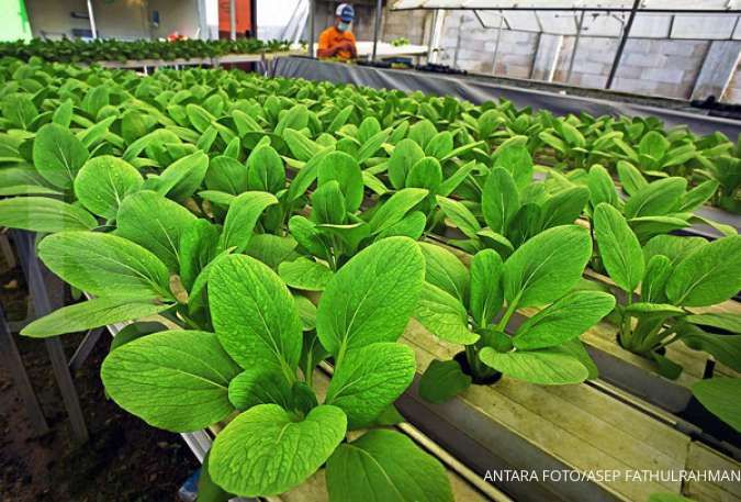 Hidroponik - Cold Frames: Struktur yang digunakan untuk memulai tanaman dalam suhu yang lebih dingin.