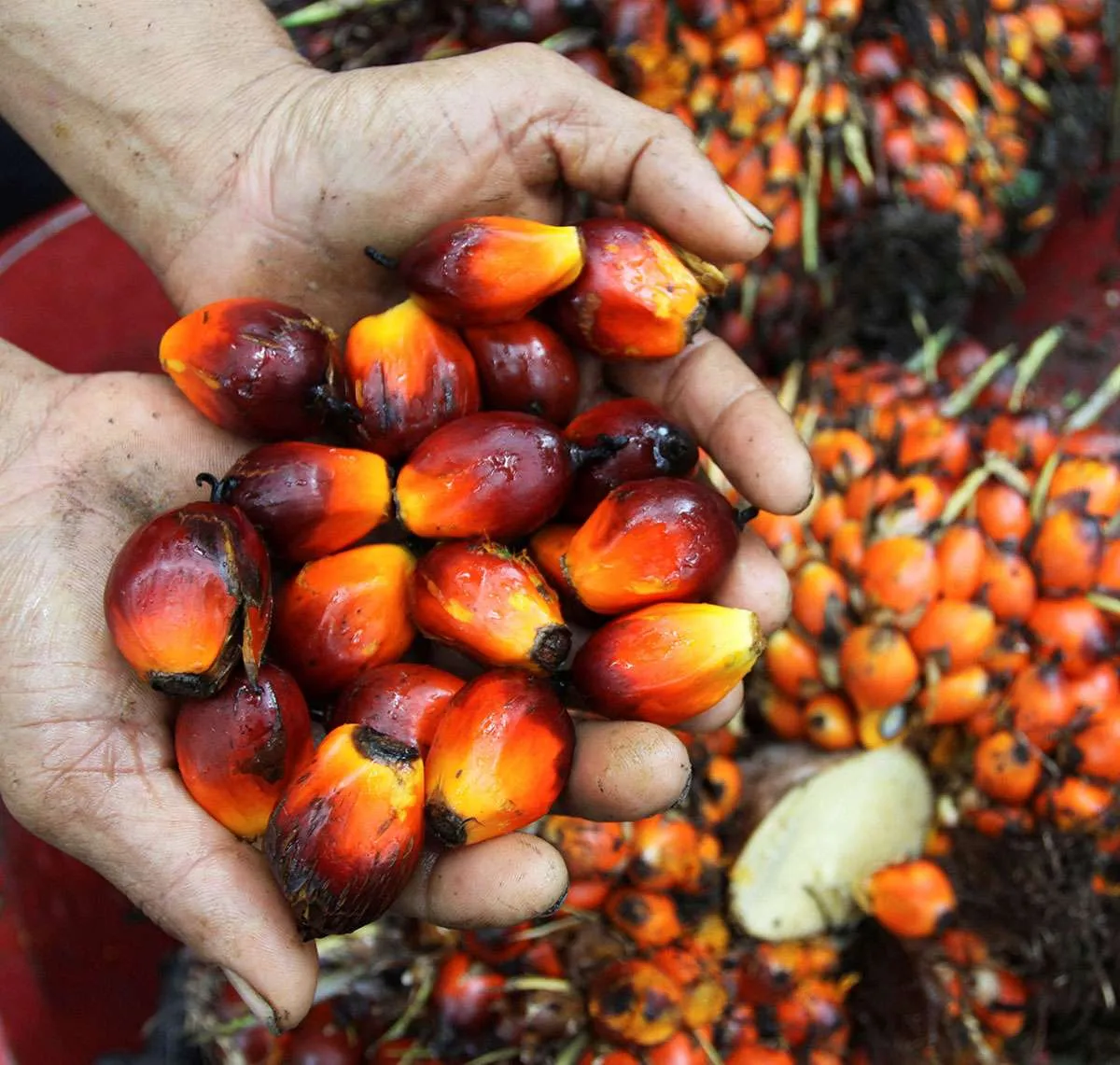 Persaingan Industri Sawit Nasional Diproyeksi Semakin Ketat pada Tahun Ini