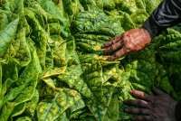 Warga Industri Tembakau Siap Menangkan Capres yang Peduli Nasib Mereka