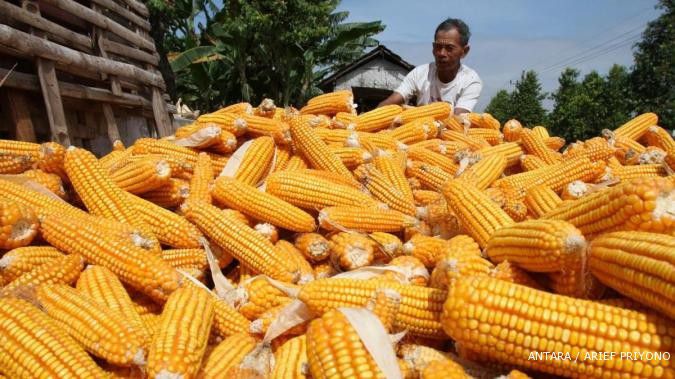 Harga jagung melonjak, saham BISI menjadi incaran