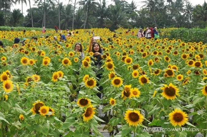 WISATA KEBUN BUNGA MATAHARI