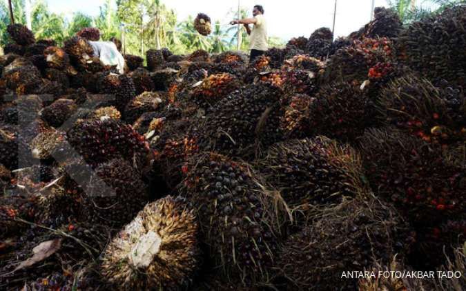 Mendag Minta Pabrik kelapa Sawit Beli TBS Minimal di Harga Rp 1.600 per Kg