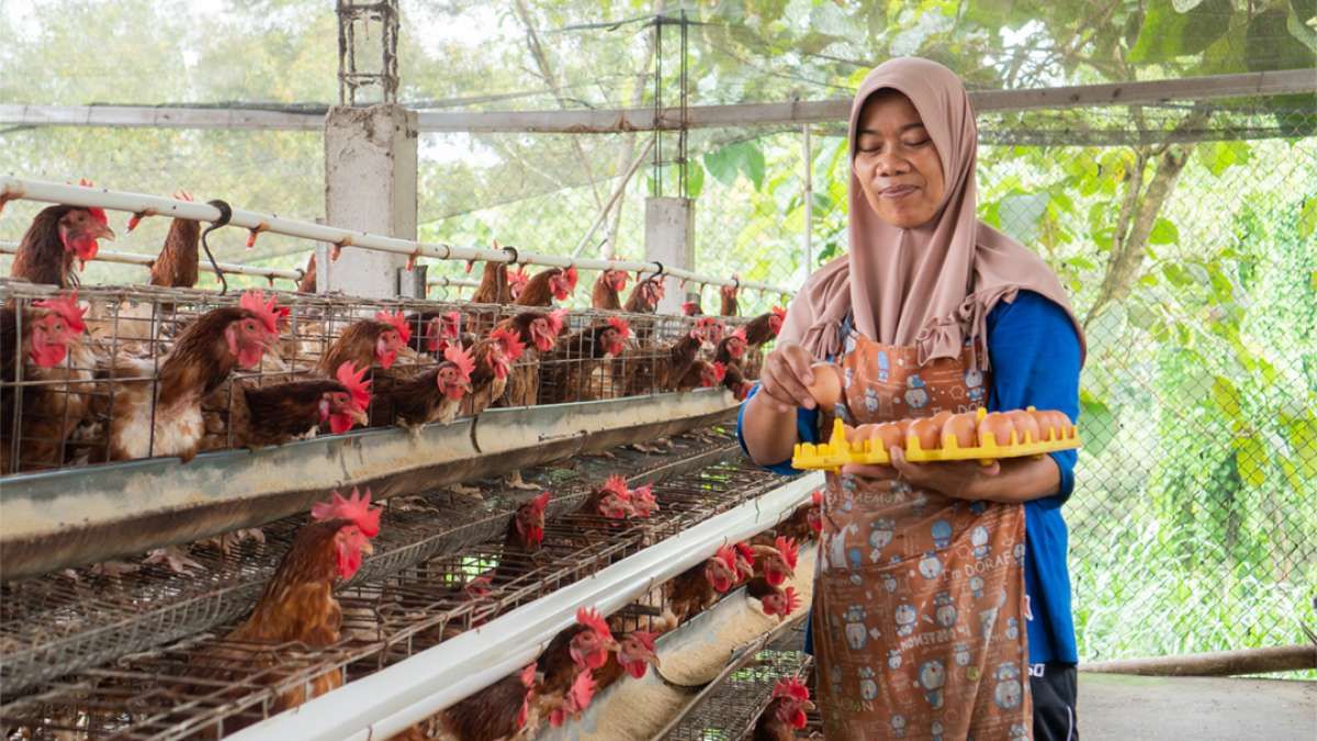 Investasi Danantara Diklaim Memberikan Tenaga Tambahan Kepada Janu Putra (AYAM)