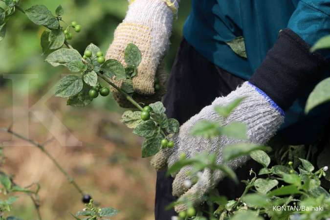 Kaya Akan Nutrisi, Cek Manfaat Leunca Untuk Kesehatan Ini