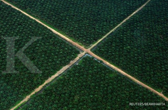 Sinarmas remajakan 3.500 ha tanaman sawit di Riau