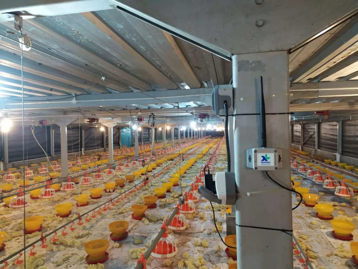 Ada rencana subsidi harga jagung, cek rekomendasi saham emiten poultry 