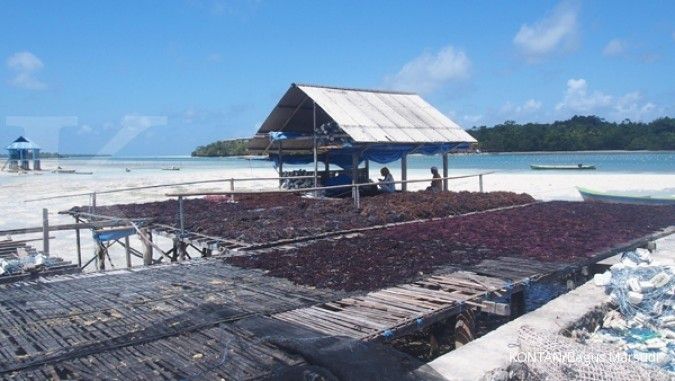 Tiga pabrik rumput laut akan dibangun di Sulawesi