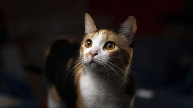 Mengenal Tanaman Catnip dan Alasan Mengapa Kucing Menyukainya