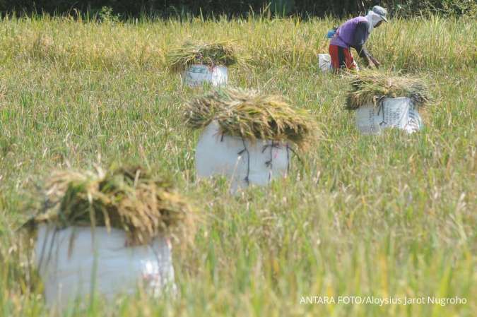 Target panen padi Jawa Tengah 2025