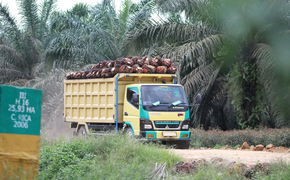 Harga TBS Petani Drop, Apkasindo: Cukup terakhir Presiden Jewer Stakeholder Sawit