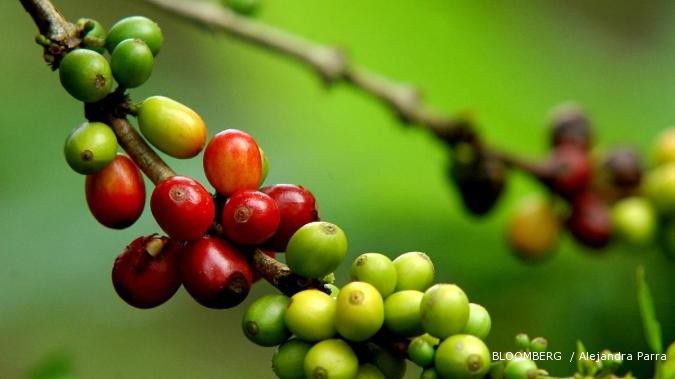 Ekspor kopi dari Sumatera kembali bangkit