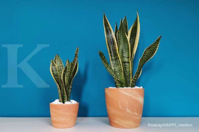 Dikenal Lebih Baik, Ini Kelebihan dan Kekurangan Pot Tanah Liat