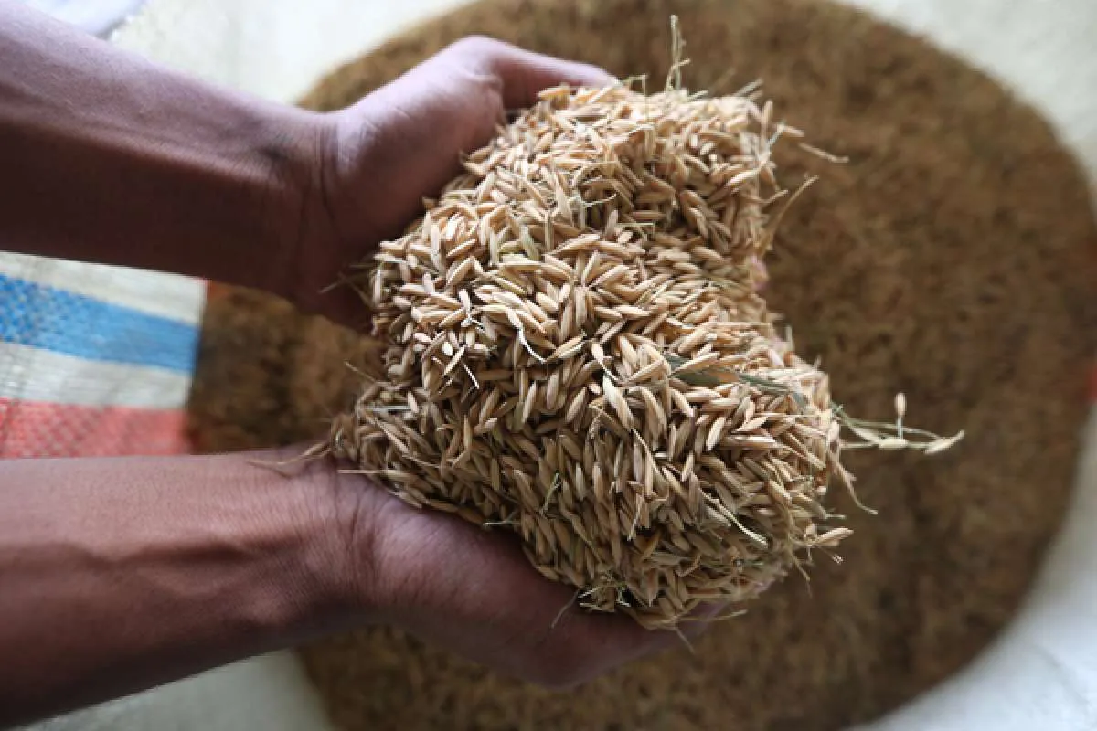 Badan Pangan Nasional (Bapanas) Rumuskan HPP Gabah dan Beras 
