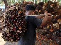 Denda Sawit Rp 25 Juta per Hektare Dinilai Memberatkan Petani Kecil