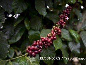 Perubahan cuaca susutkan produksi kopi arabika