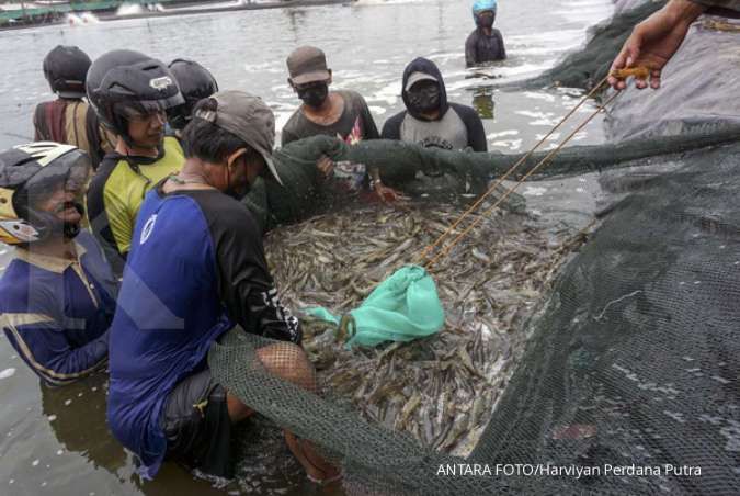 Perbaiki Tambak Udang Rakyat, KKP Butuh Dana Rp 53 Triliun