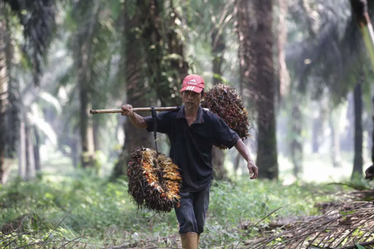 Bukan hanya nilai tambah, ini keutamaan pabrik biodiesel menurut Jokowi