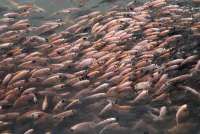 Jumlah Ikan Nila dalam Kolam yang Ideal Berdasarkan Luasnya