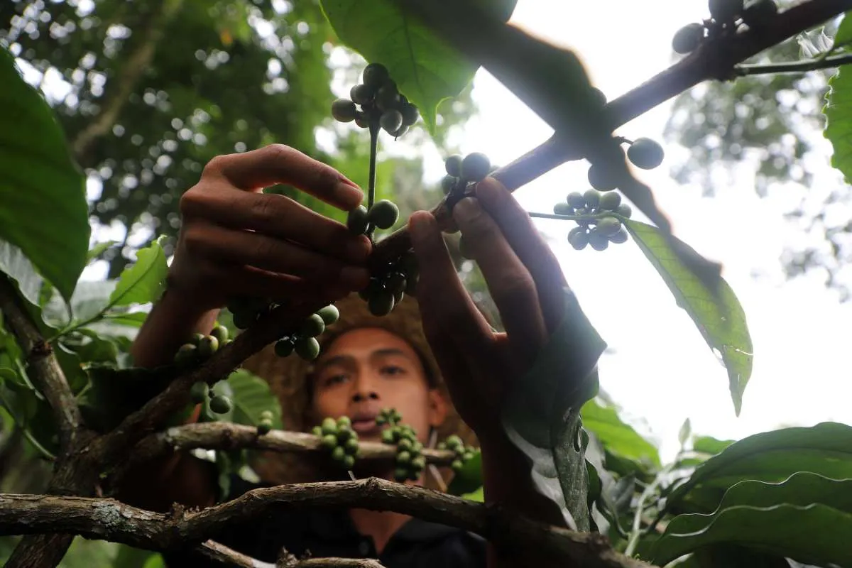Warga Kelurahan Padjadjaran Nikmati Hasil Buruan Sae Berkat BRInita dari BRI