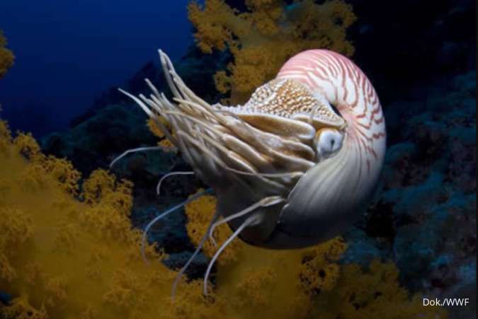Nautilus