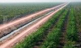 Ada Rumor Bakal Diakuisisi Happy Hapsoro, Begini Kata Gozco Plantations (GZCO)