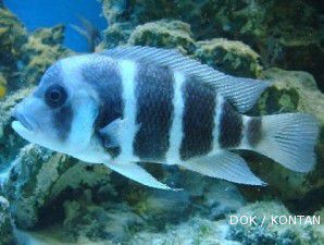 Ikan frontosa itu si jidat nonong yang menggiurkan (1)