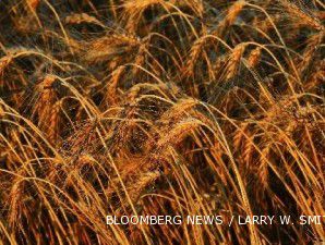 Pemerintah bakal kembangkan produk substitusi gandum