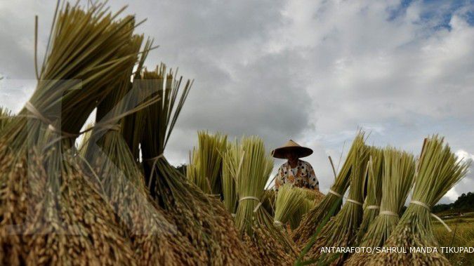 Enam sentra produksi padi bakal kena musim kering