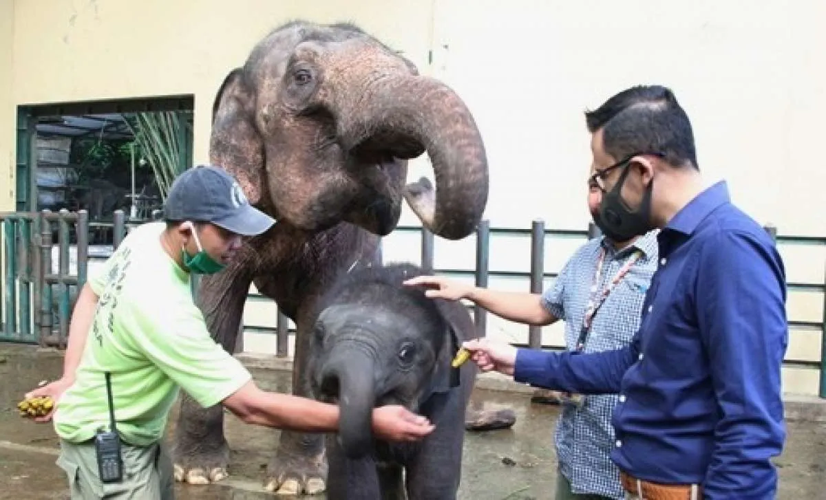 Hero Group penuhi kebutuhan pakan satwa Taman Safari Indonesia