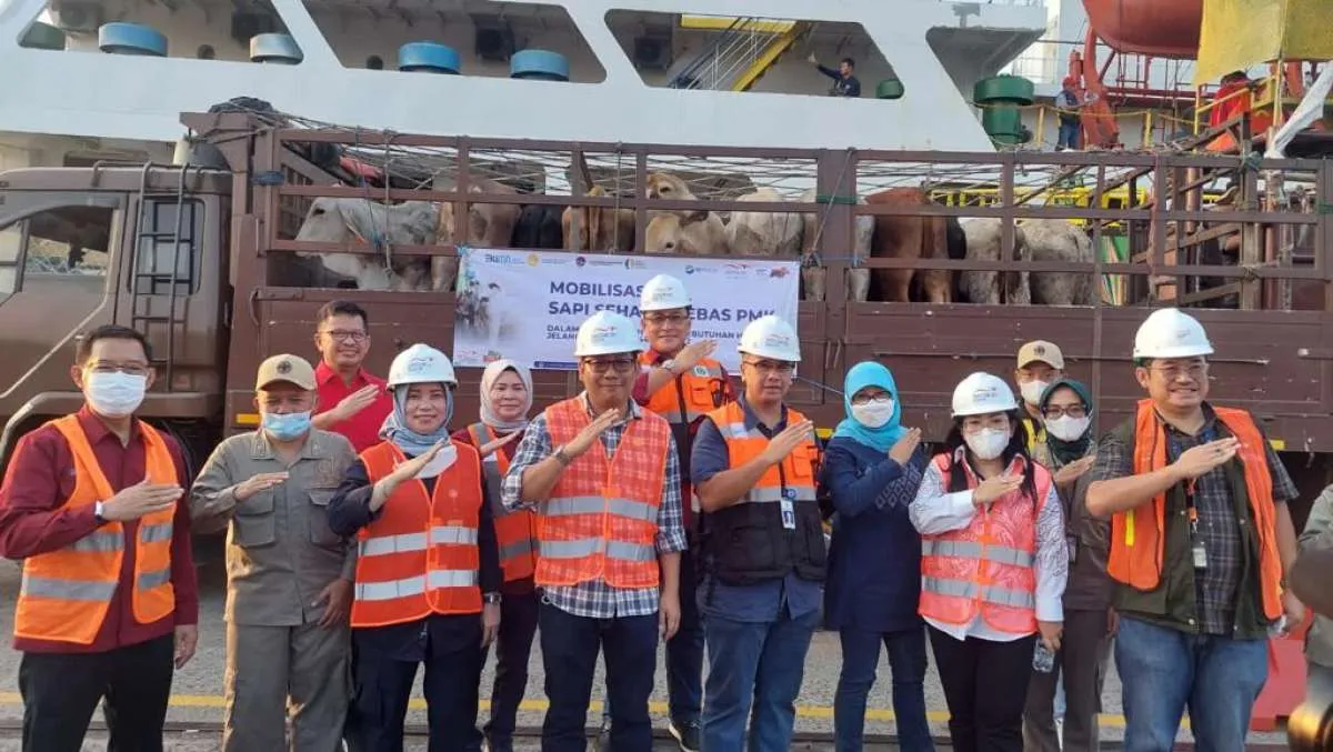 Jelang Idul Adha, Berdikari Pasok 450 ekor Sapi bebas PMK dari Sidrap, Sulsel