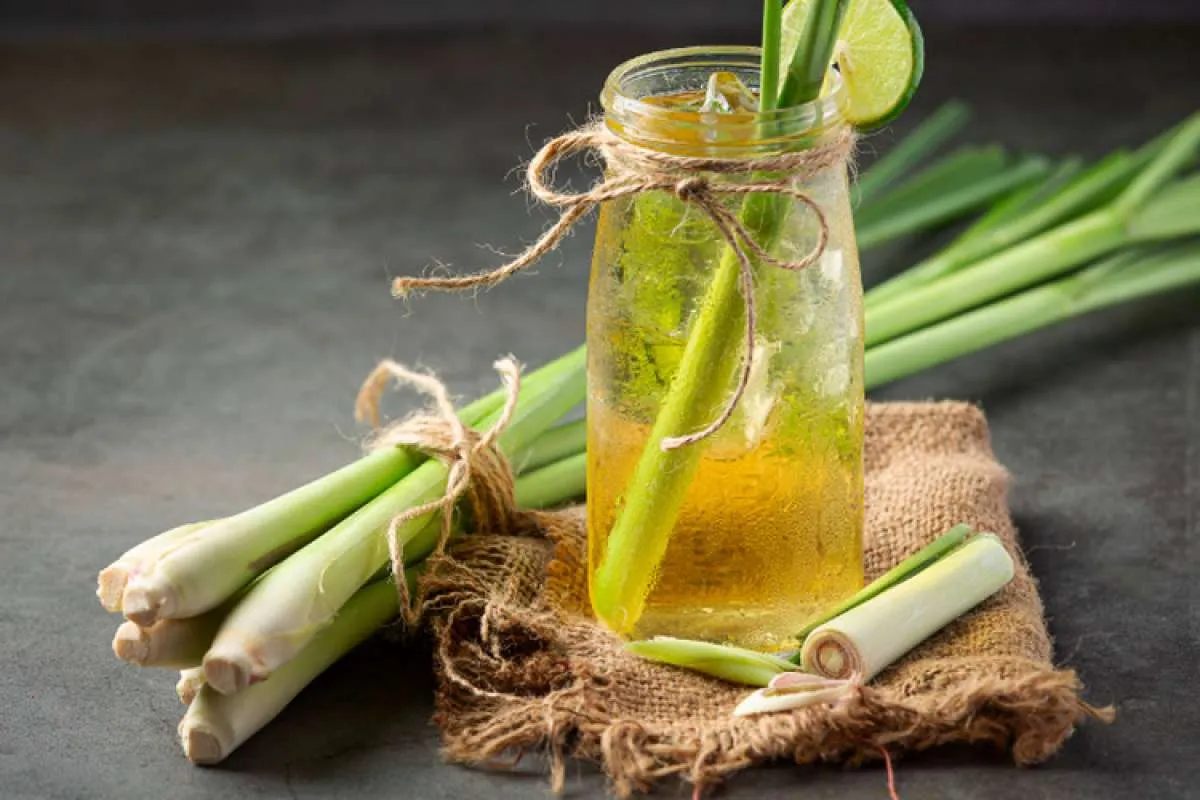 Apa Khasiat Minum Serai untuk Kesehatan Tubuh? Intip 15 Khasiatnya di Sini