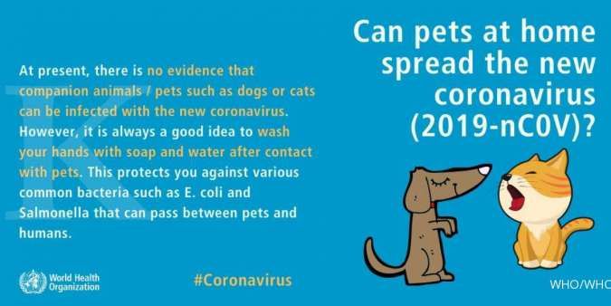 Apakah anjing dan kucing bisa menularkan virus corona? Ini kata WHO