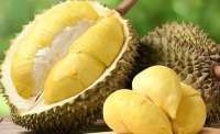 Durian RI Tembus China: Babak Baru Perebutan Tahta Raja Durian Dunia