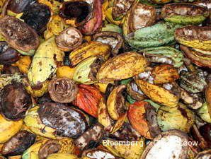  Terganjal Hama, Produktivitas Kakao Nasional Masih Rendah