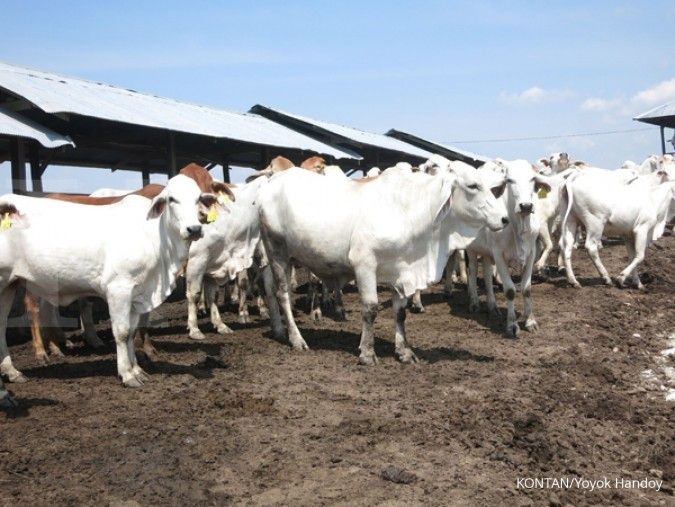Investor Jepang tertarik ternak sapi di NTT